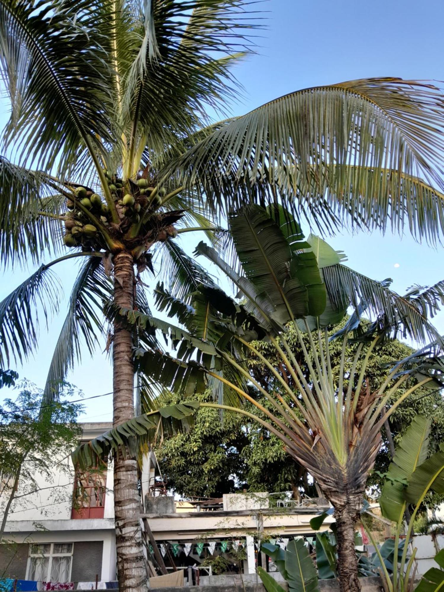 Coco, Grand Baie