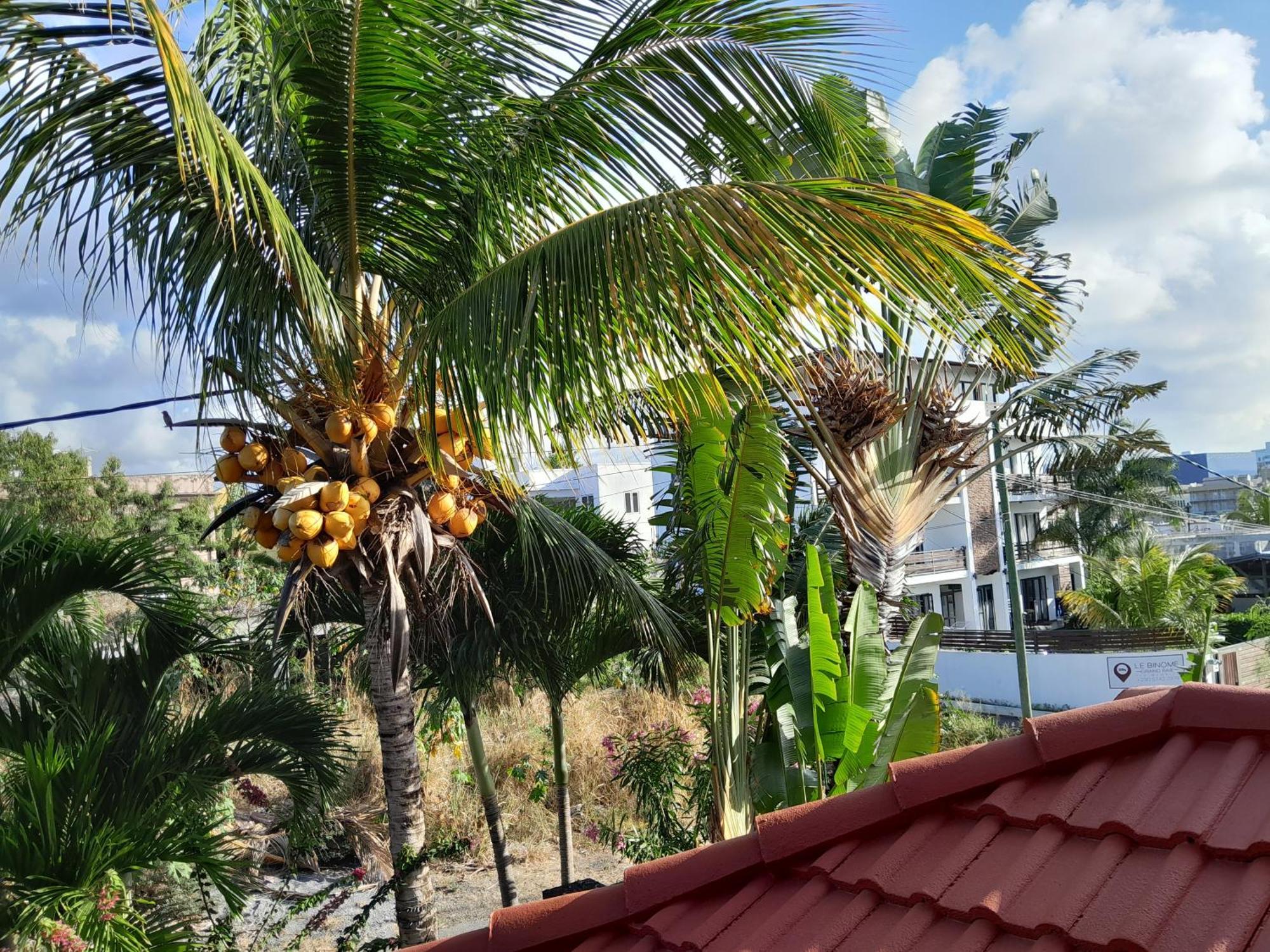 Coco, Grand Baie